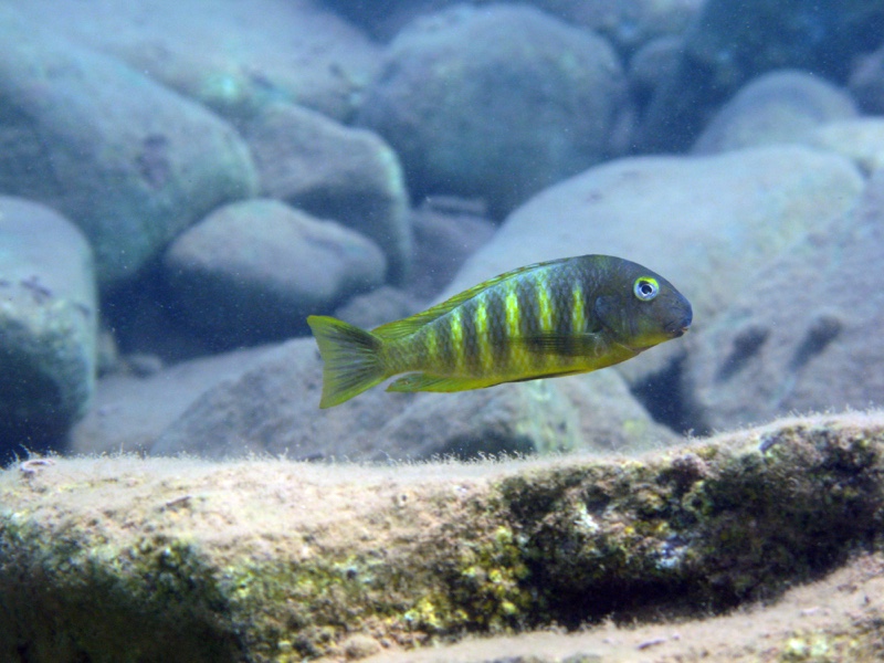 Tropheus brichardi 'Kigoma'
